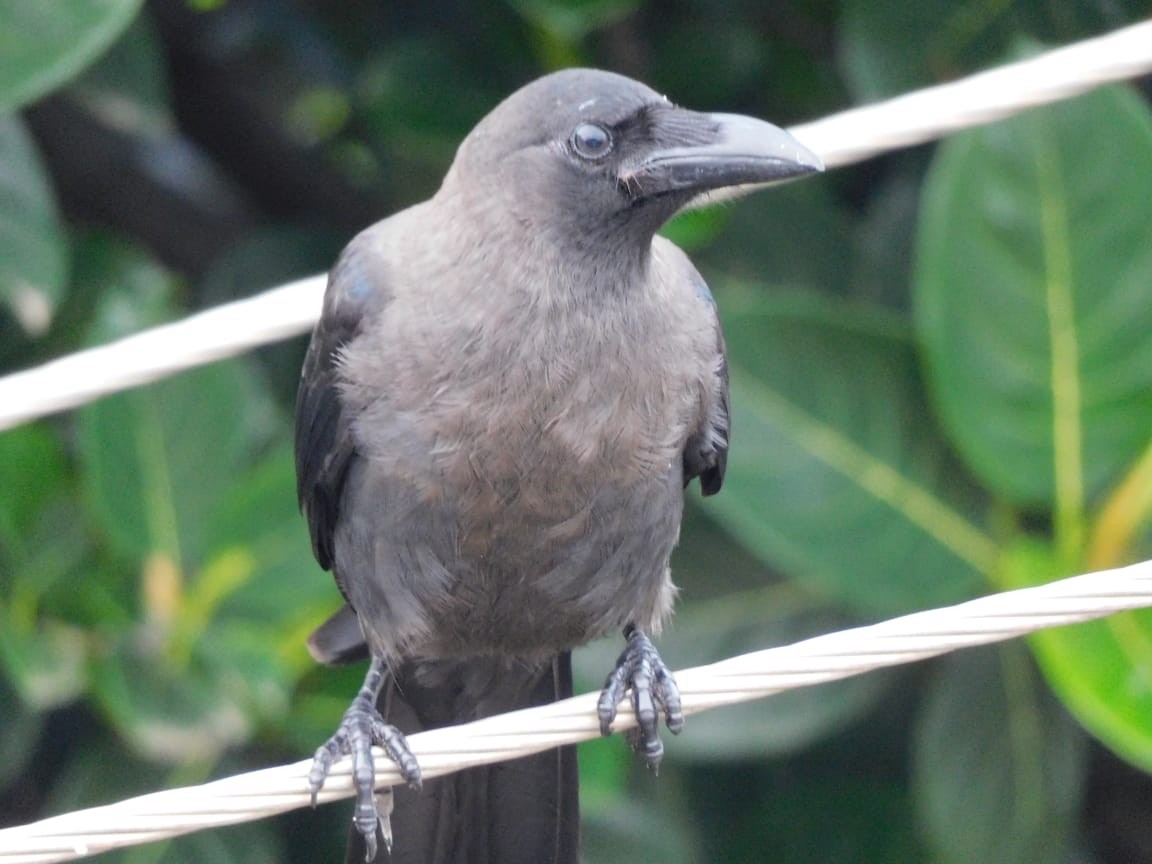 House Crow - ML643885980