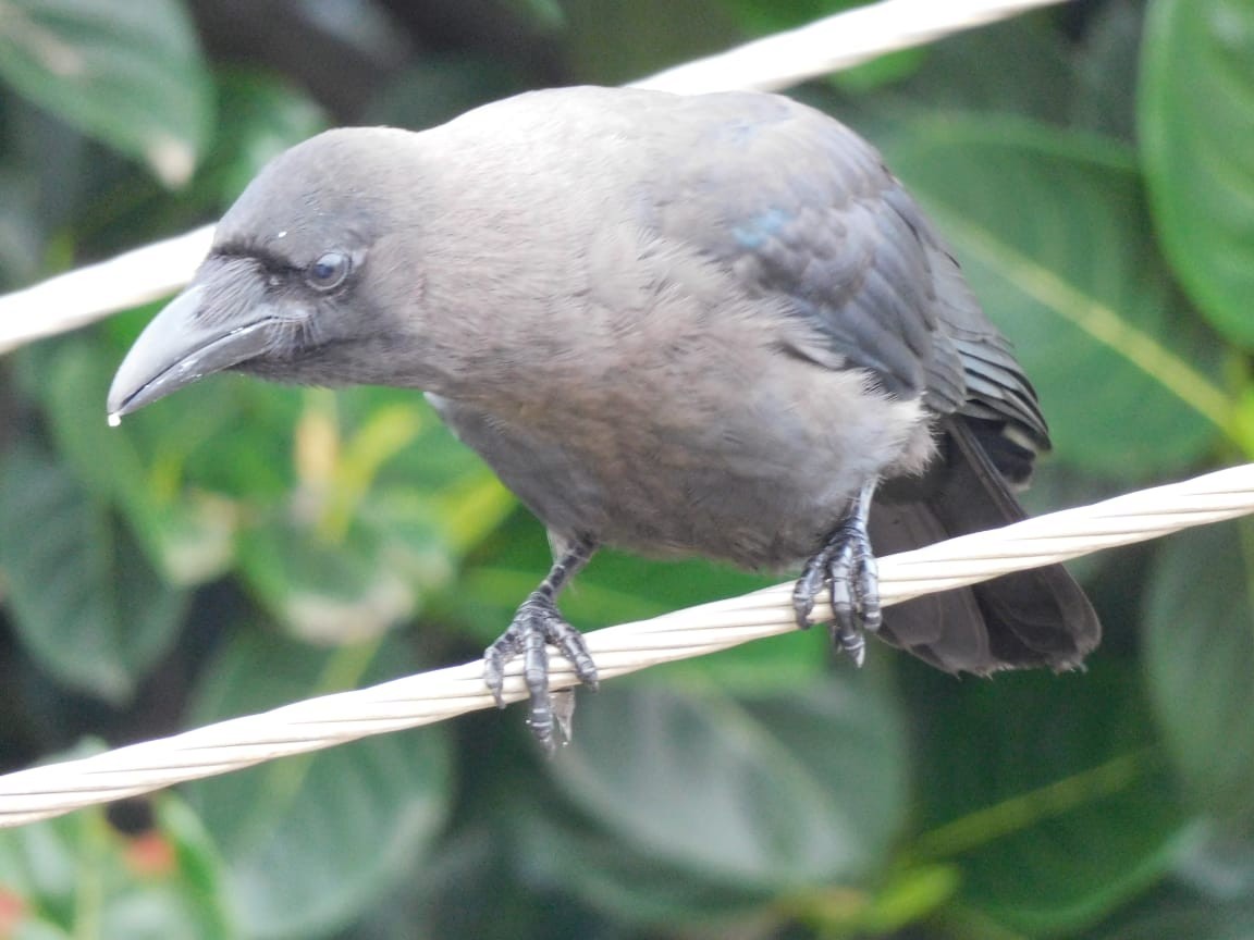 House Crow - ML643885981