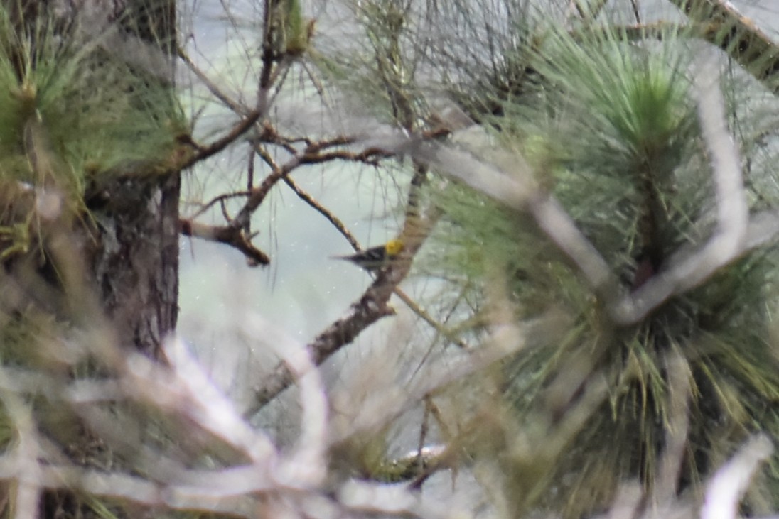 Tangara Negriamarilla - ML643885988