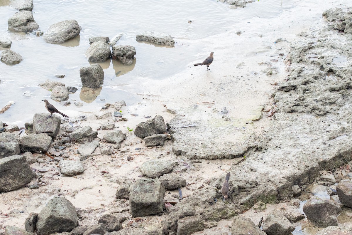 Great-tailed Grackle - ML643885991