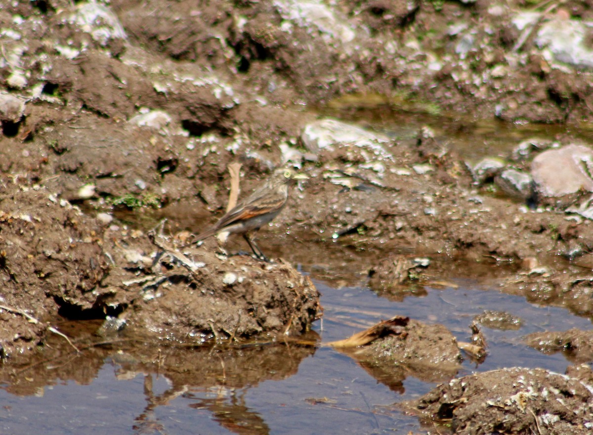 Spectacled Tyrant - ML643886005