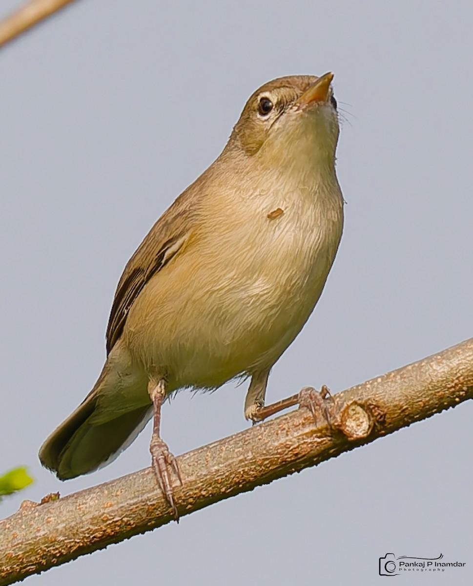 Yellow-eyed Babbler - ML643886008