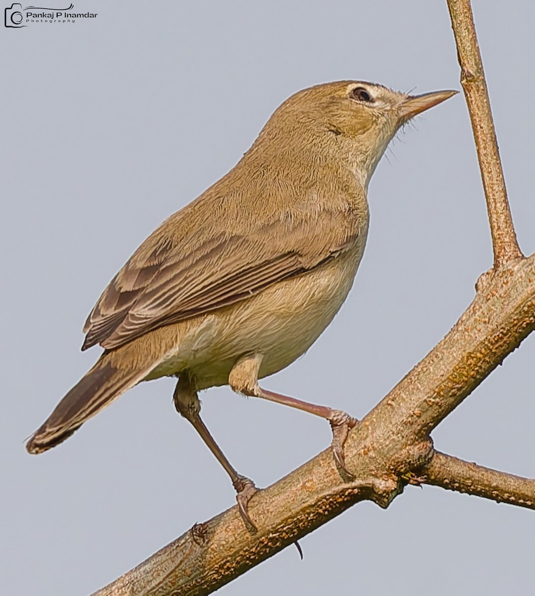 Yellow-eyed Babbler - ML643886009