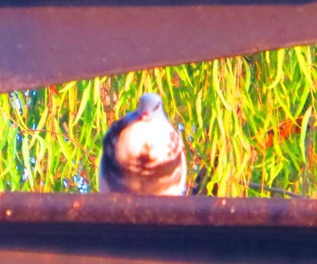 Rock Pigeon (Feral Pigeon) - ML643886010