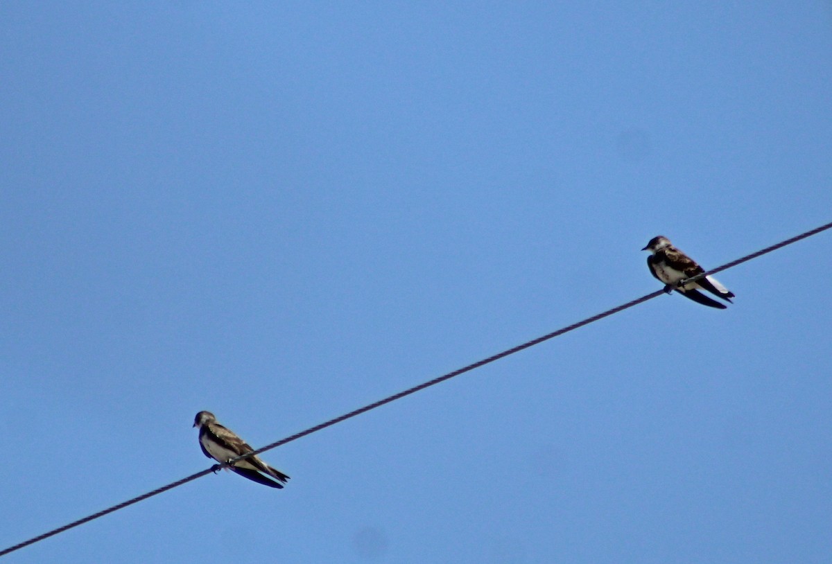 jiřička hnědoprsá - ML643886045