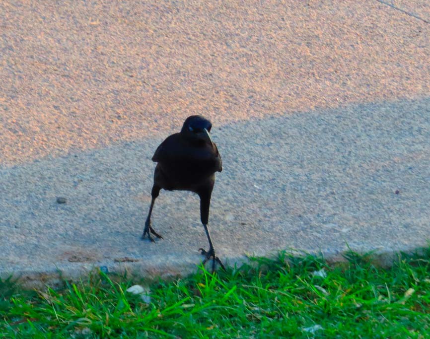 Great-tailed Grackle - ML643886046