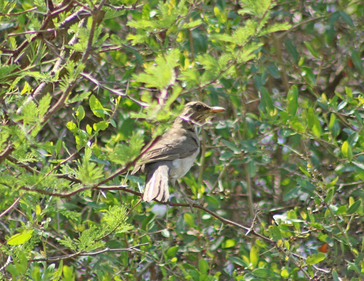 Creamy-bellied Thrush - ML643886060