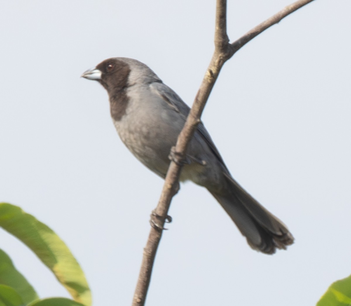 Чернолицая танагра - ML643886078