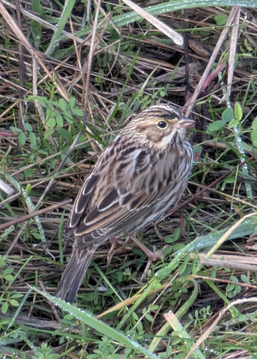 Savannah Sparrow - ML643886084