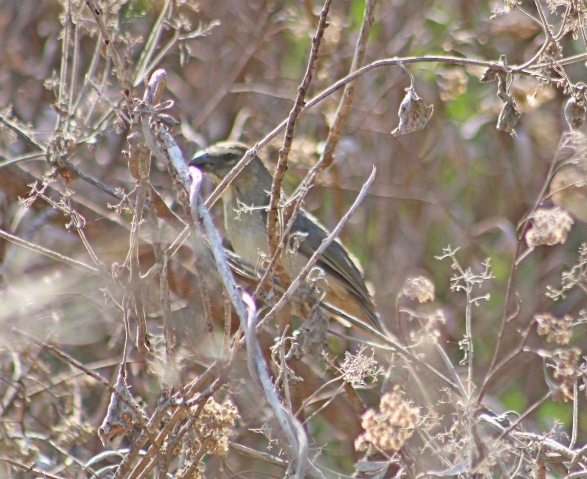 Bluish-gray Saltator - ML643886089