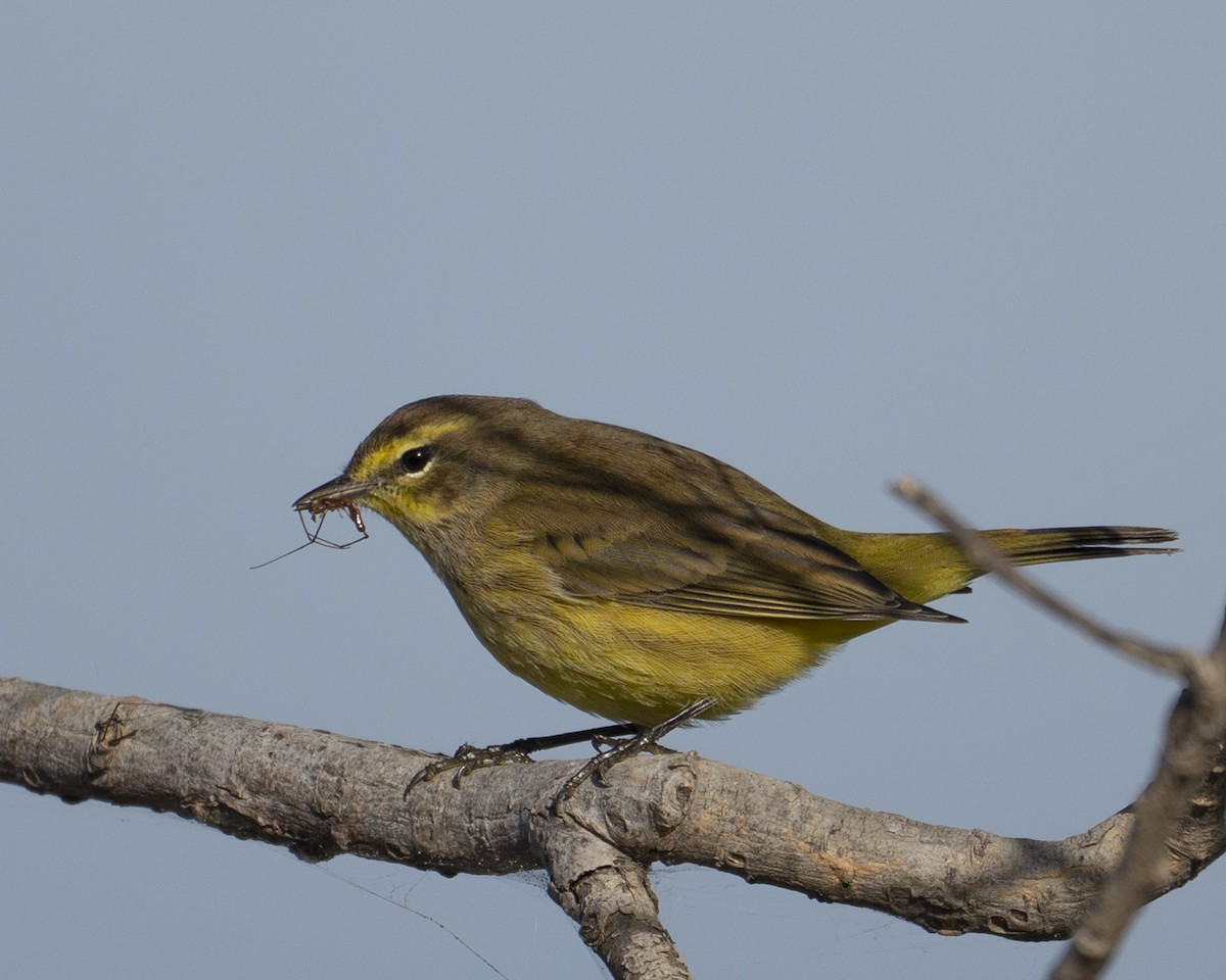 Palm Warbler - ML643886110