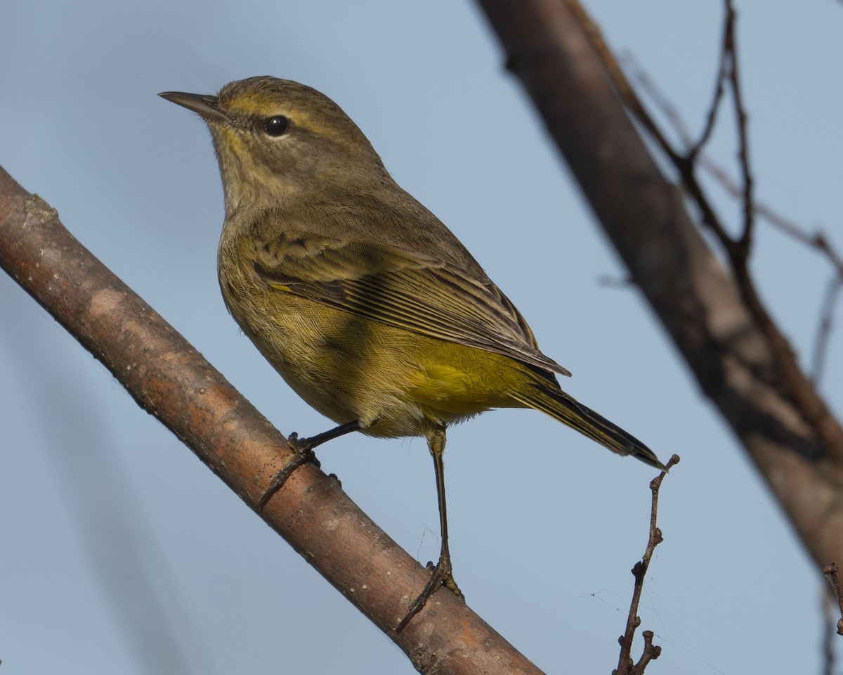 Palm Warbler - ML643886111