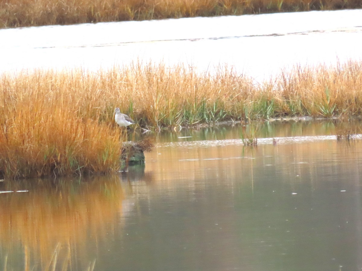 オオキアシシギ - ML643886134