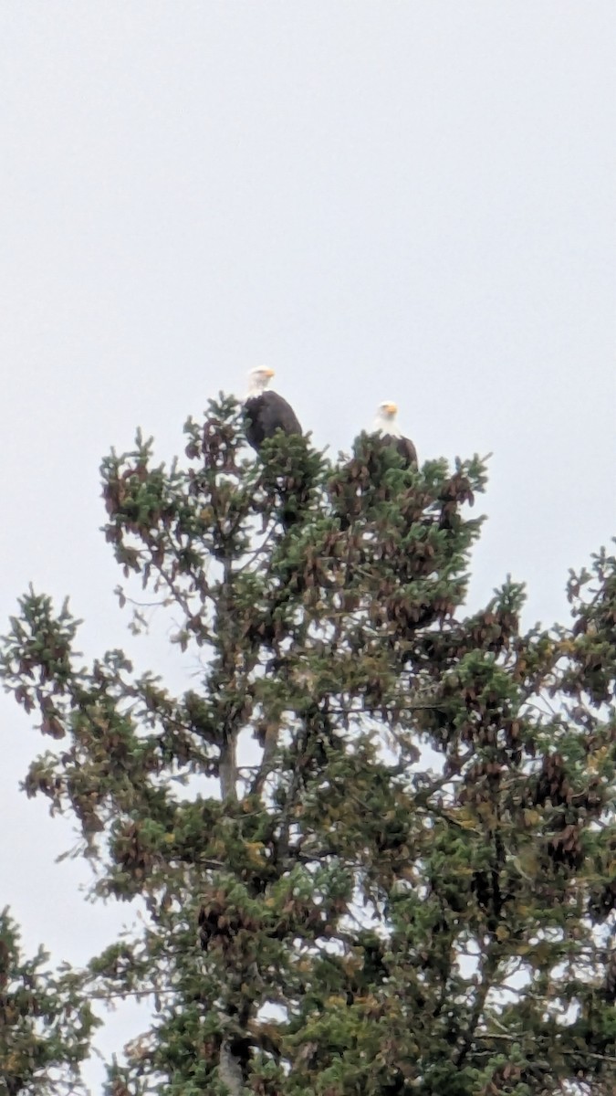 Bald Eagle - ML643886144