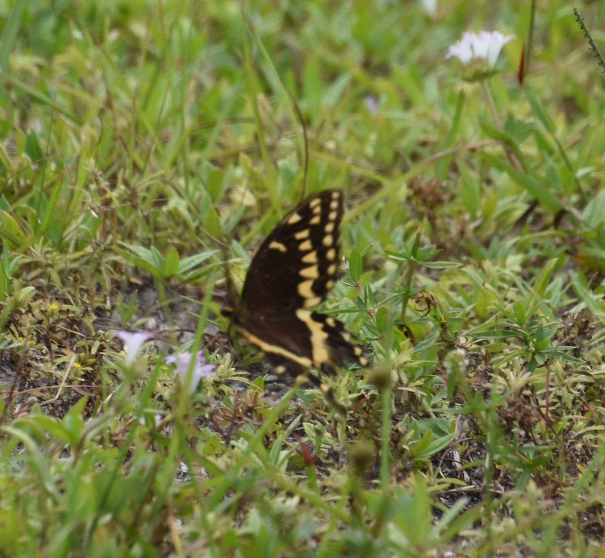 Black Swallowtail - ML643886147