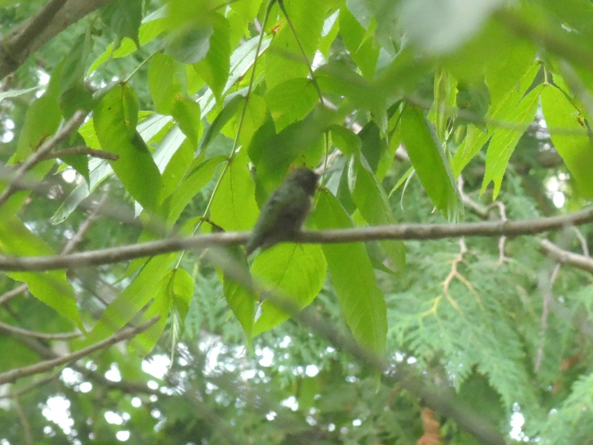Yakut Boğazlı Kolibri - ML643886154