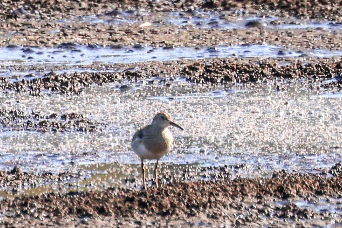 Pectoral Sandpiper - ML643886155