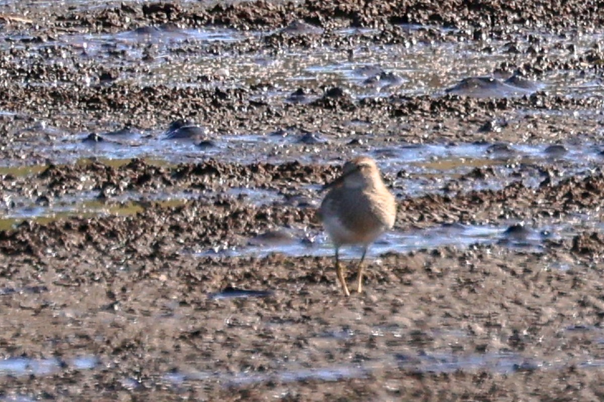 Pectoral Sandpiper - ML643886156
