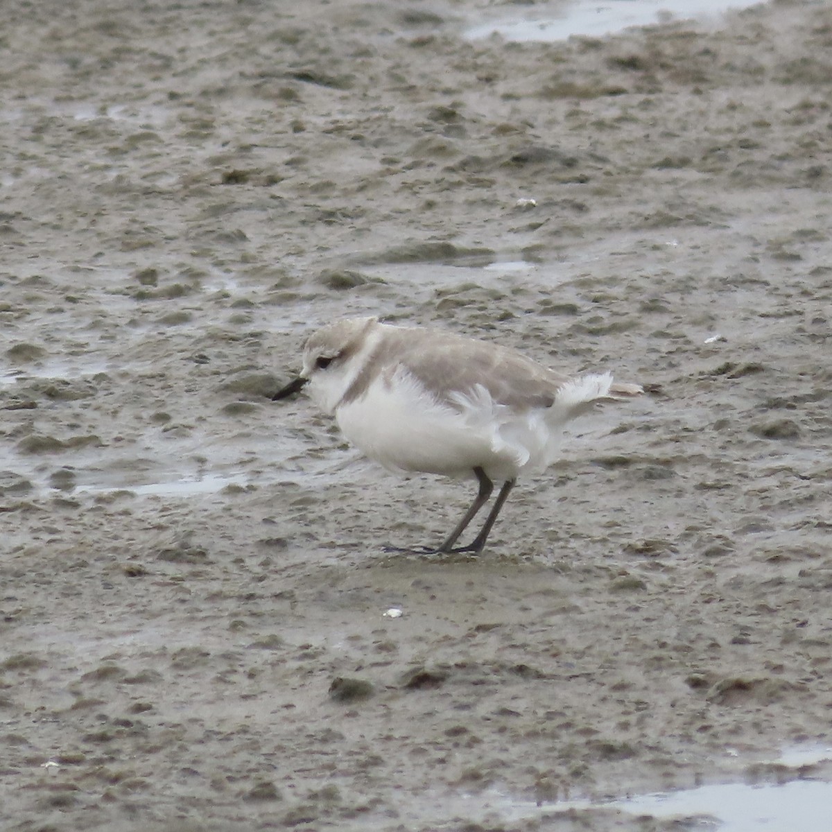 Chestnut-banded Plover - ML643886179