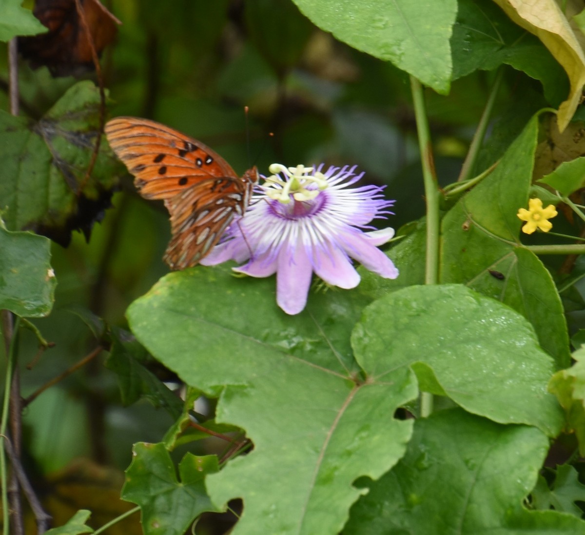 Gulf Fritillary - ML643886184
