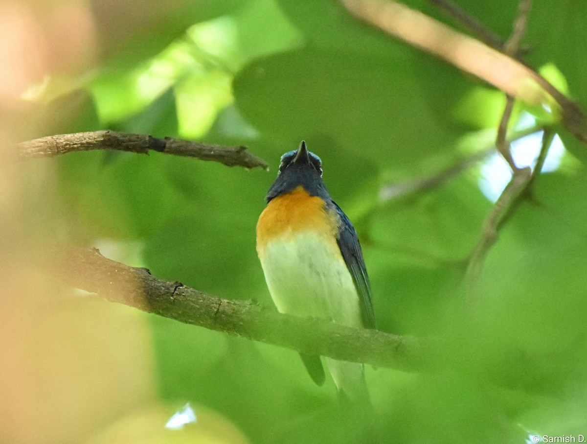 Blue-throated Flycatcher - ML643886195
