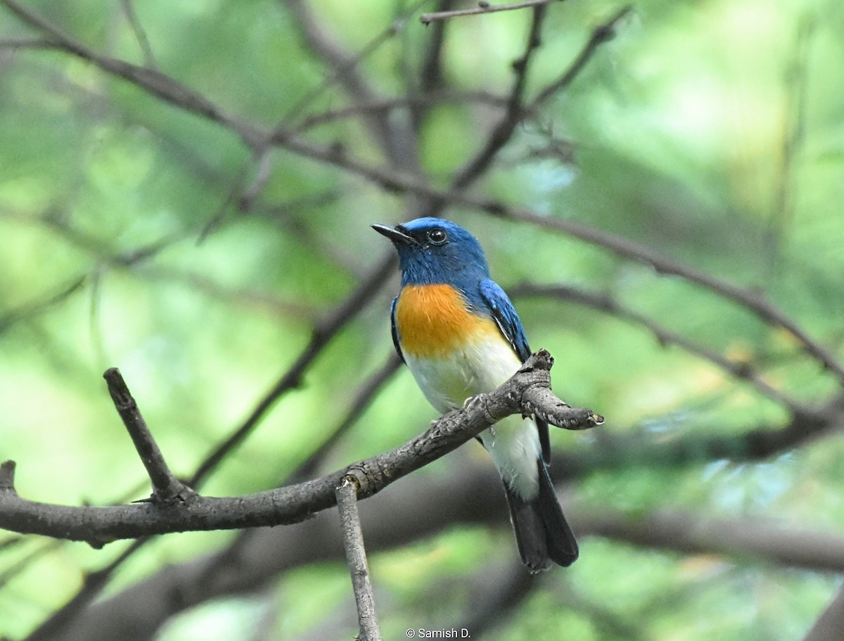 Blue-throated Flycatcher - ML643886196