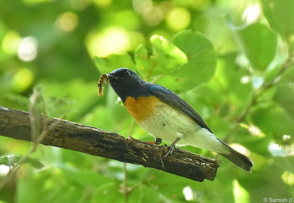 Blue-throated Flycatcher - ML643886197