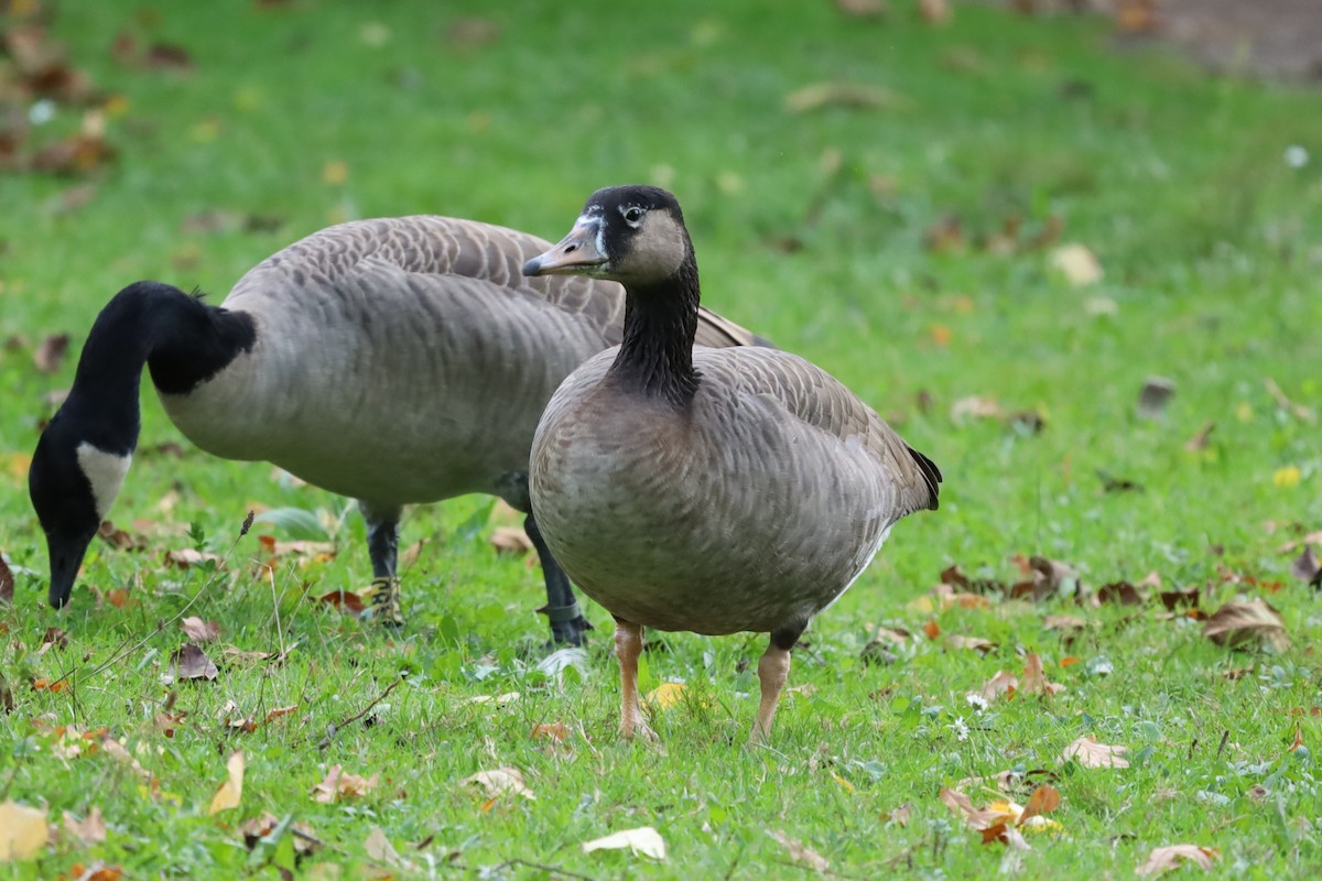 Бор х Канад галуу (эрлийз) - ML643886199