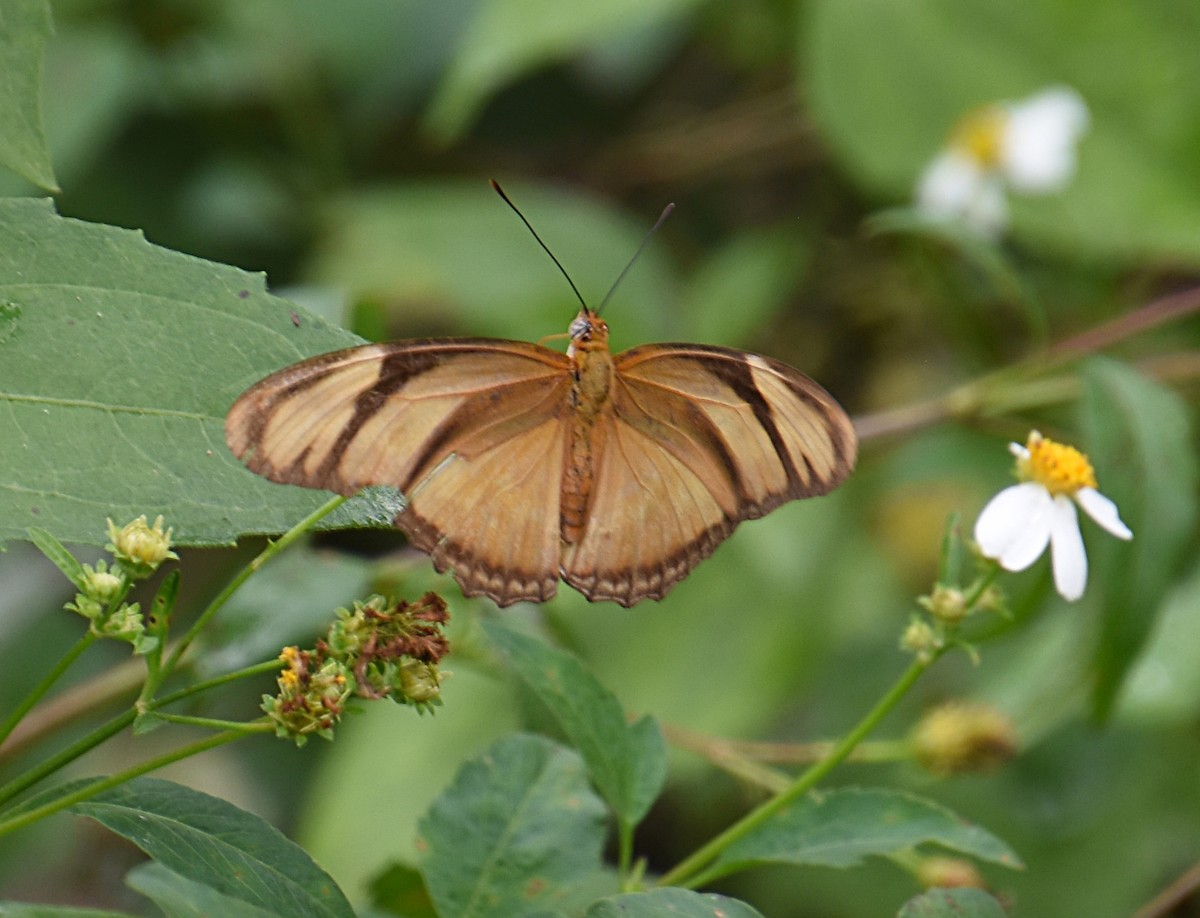 Julia Heliconian - ML643886203