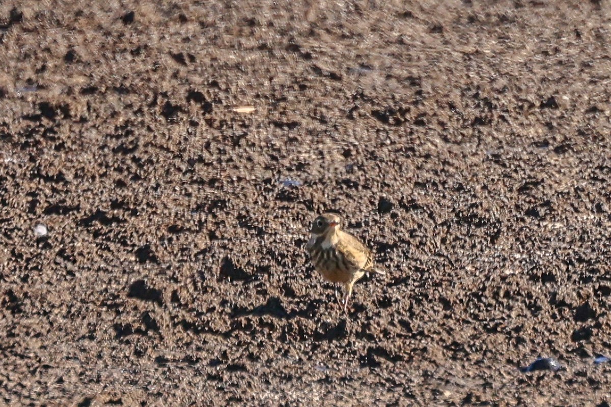 American Pipit - ML643886226