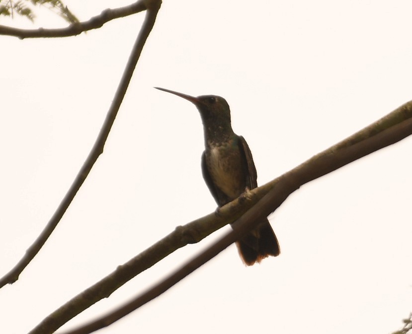 Glittering-throated Emerald - ML643886230