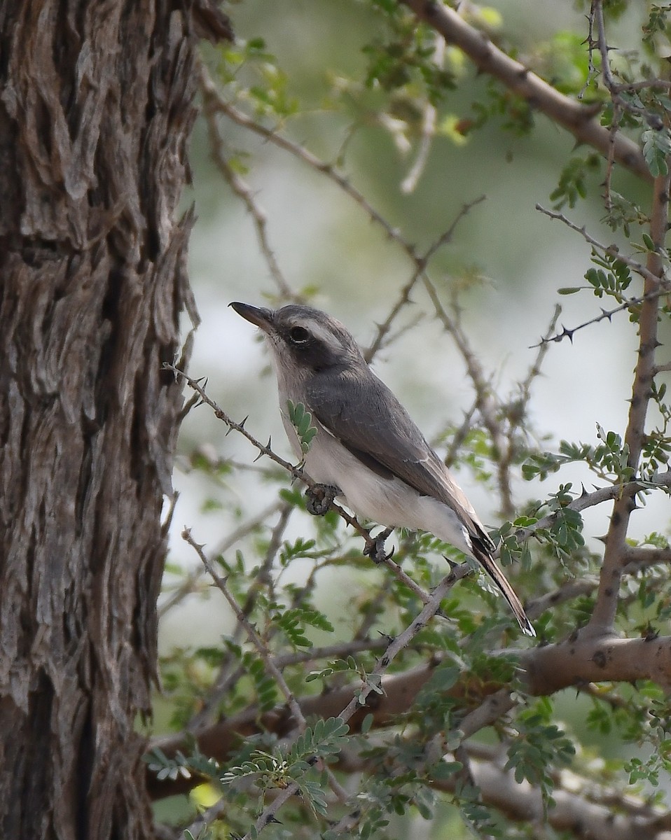 Common Woodshrike - ML643886231