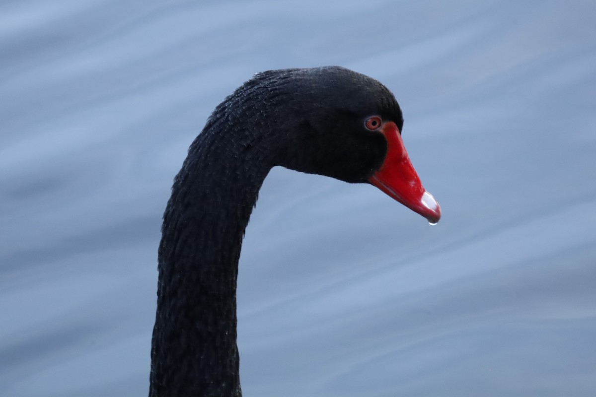 Black Swan - ML643886236