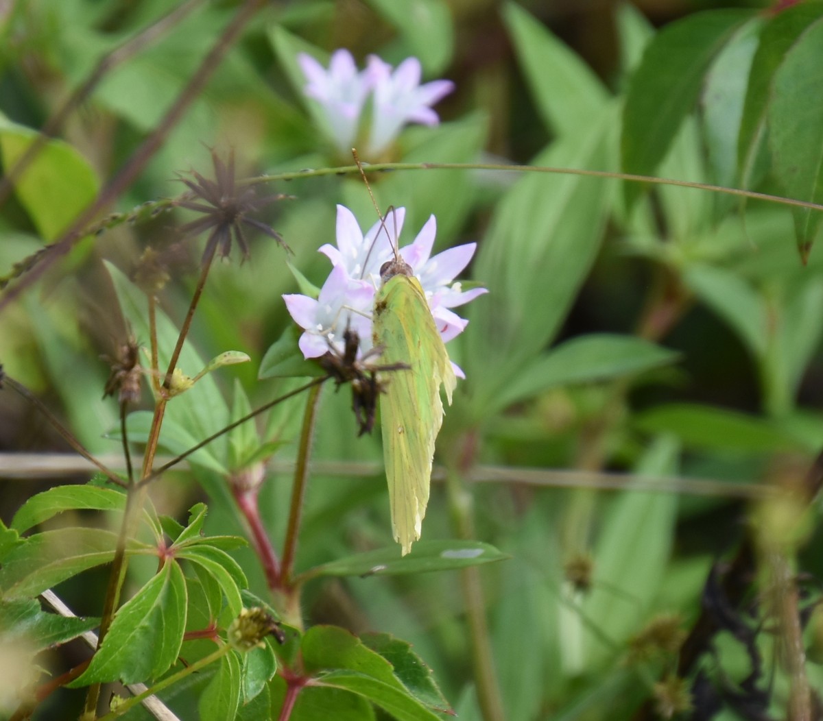 Cloudless Sulphur - ML643886240