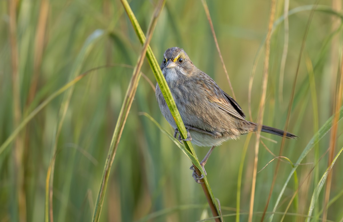 Seaside Sparrow - ML643886271