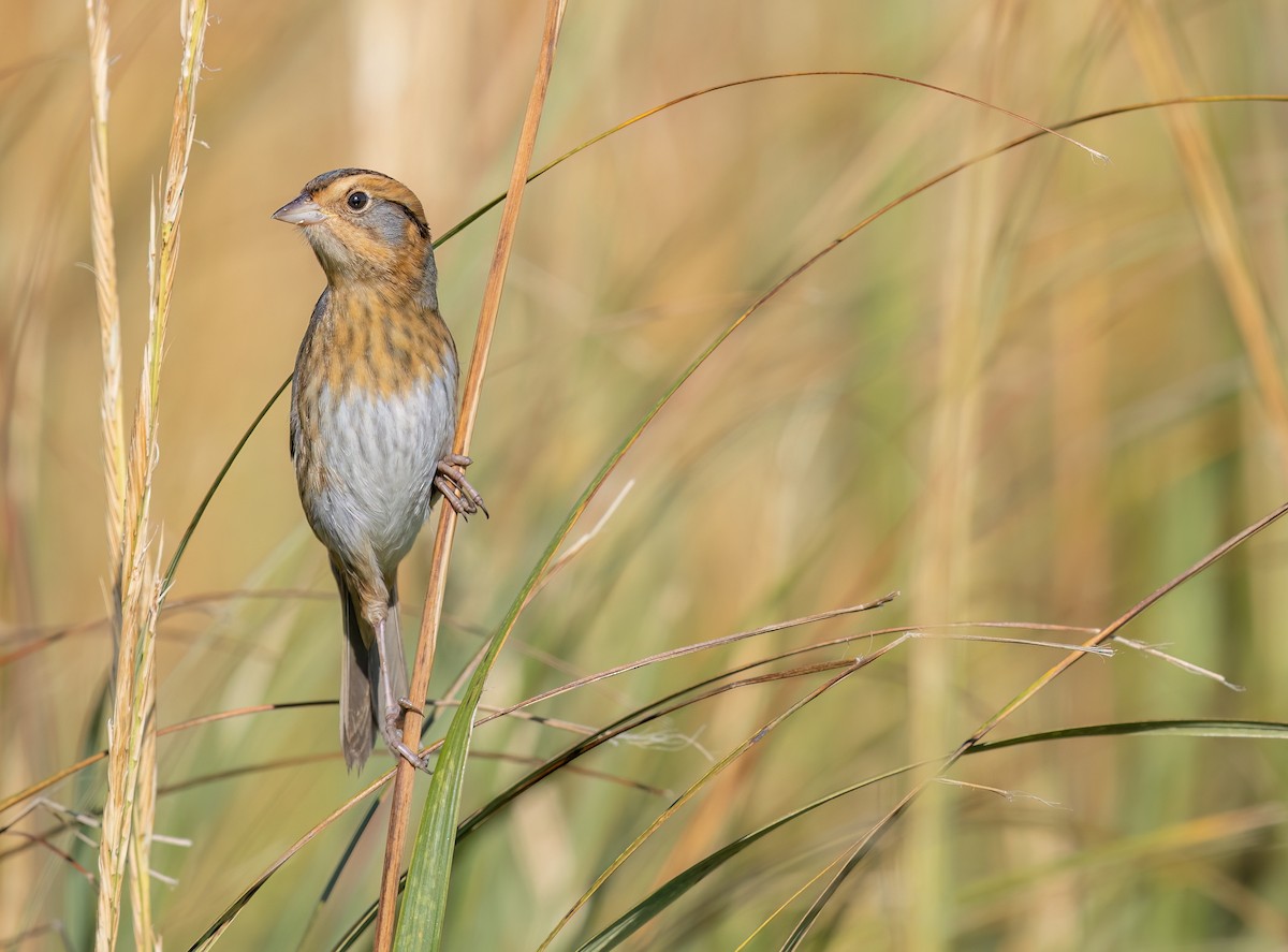 Nelson's Sparrow - ML643886274