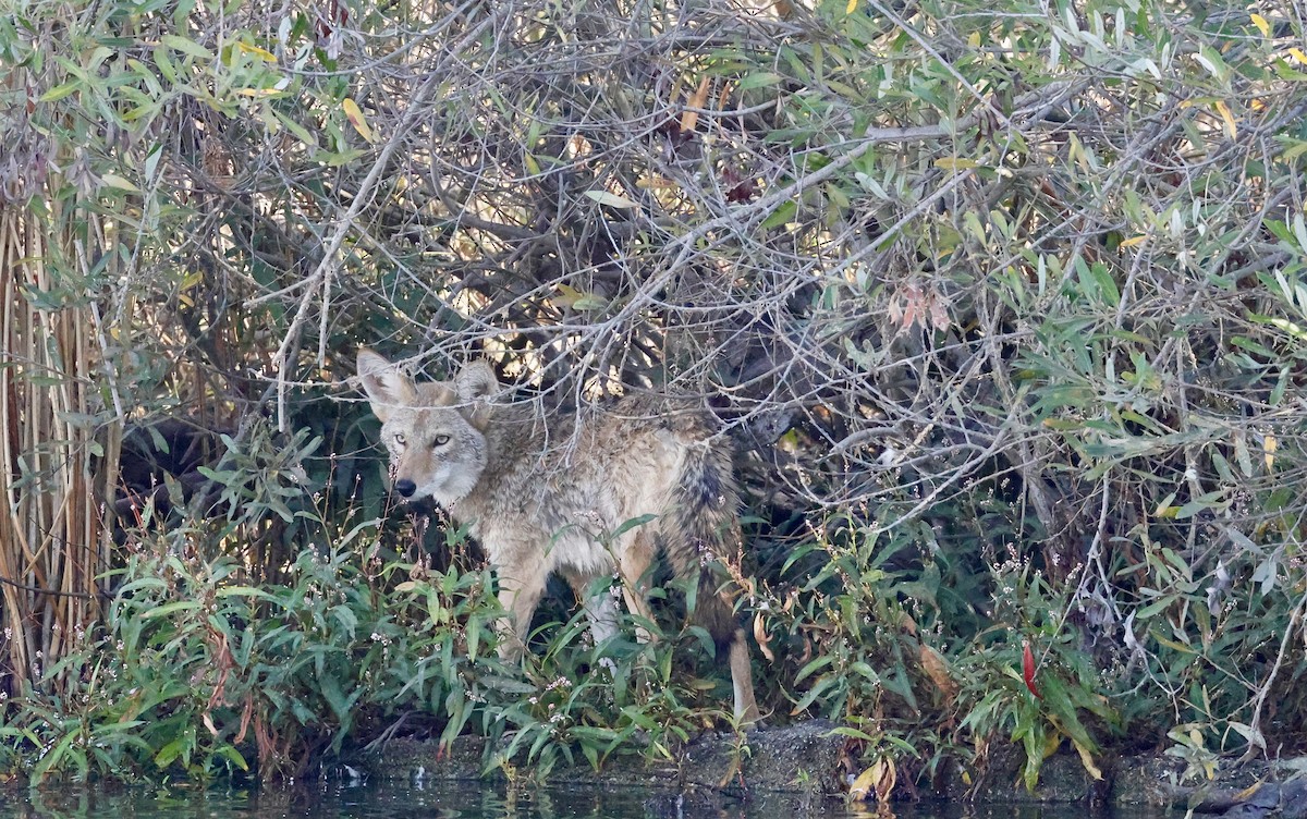 Coyote - ML643886277