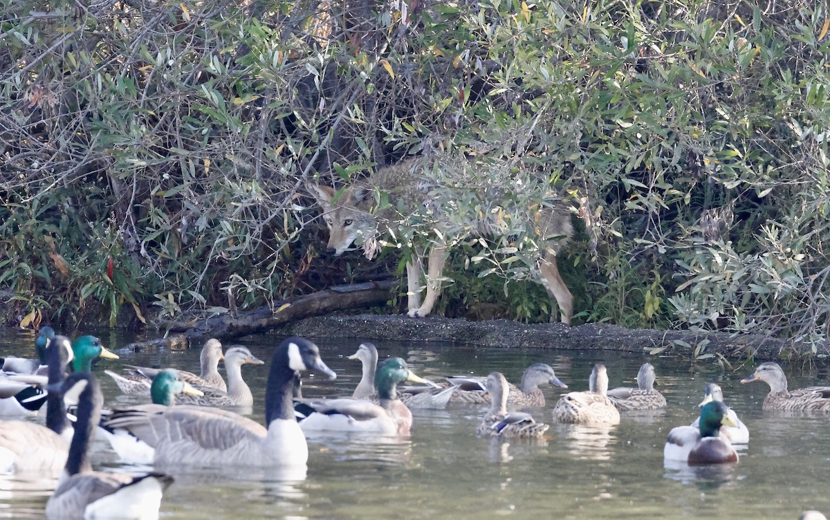 Animals - ML643886278