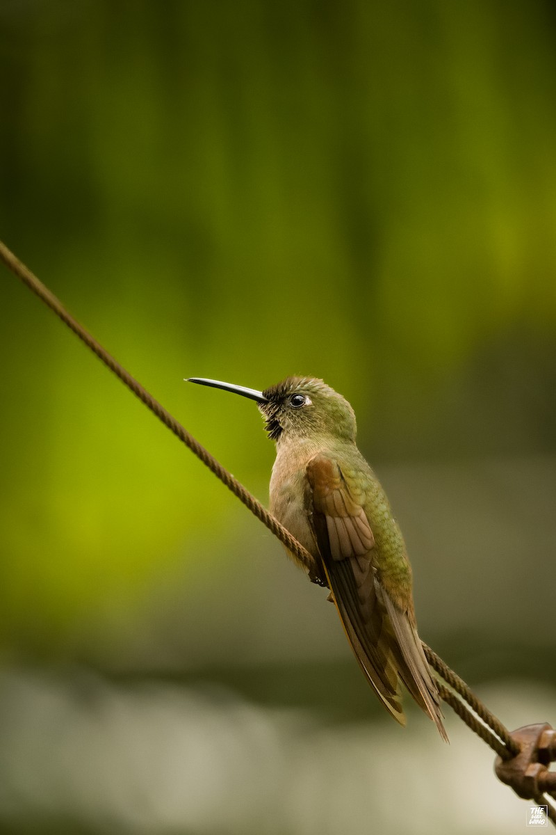 Fawn-breasted Brilliant - ML643886281