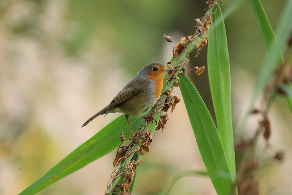 Өрнийн зээрд омруут - ML643886282