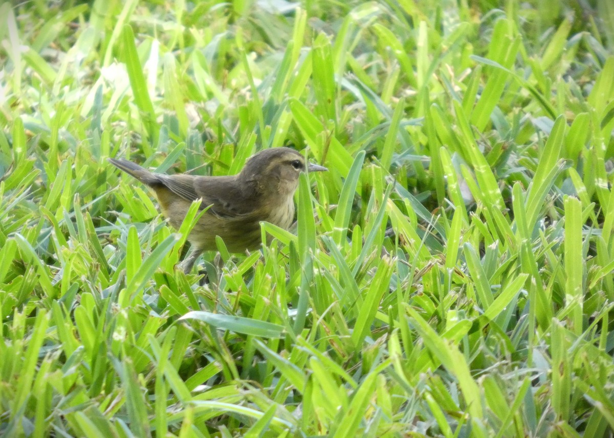 Palm Warbler - ML643886302
