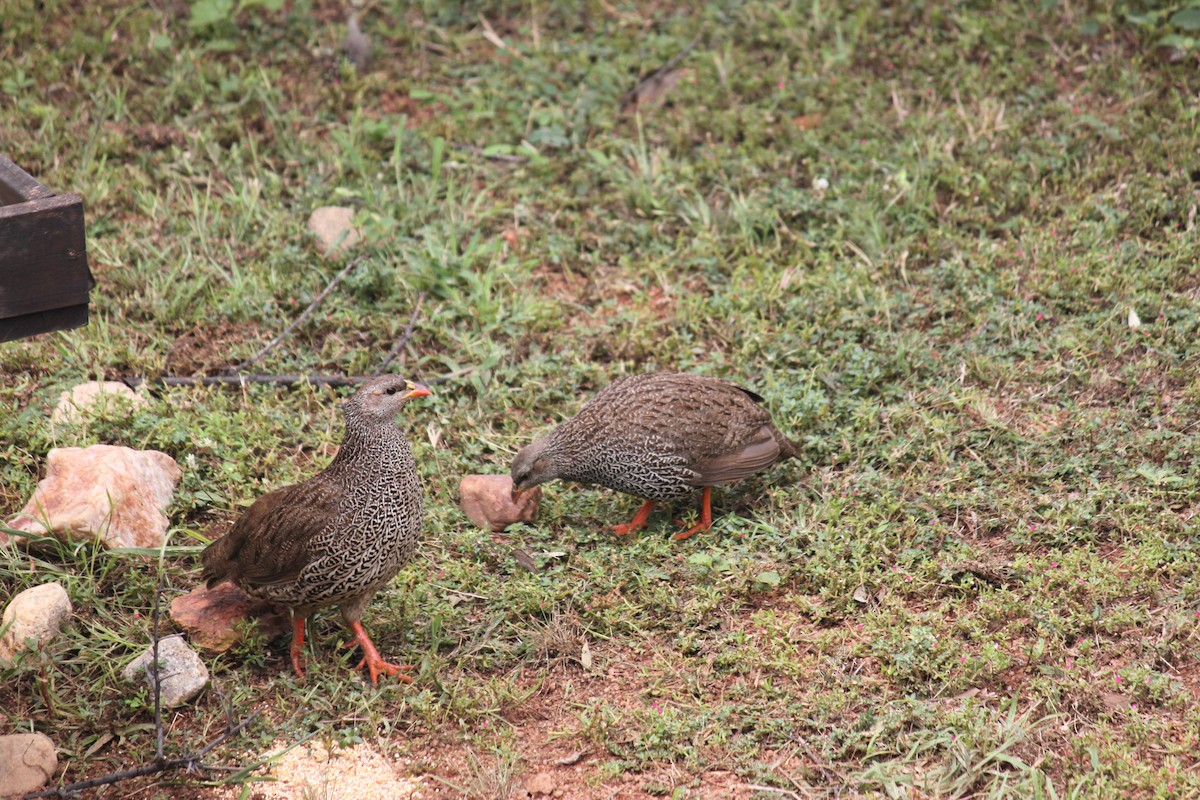 Natal Spurfowl - ML643886304