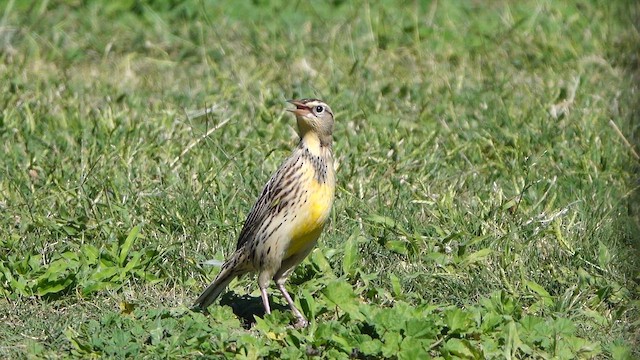 Western Meadowlark - ML643886308
