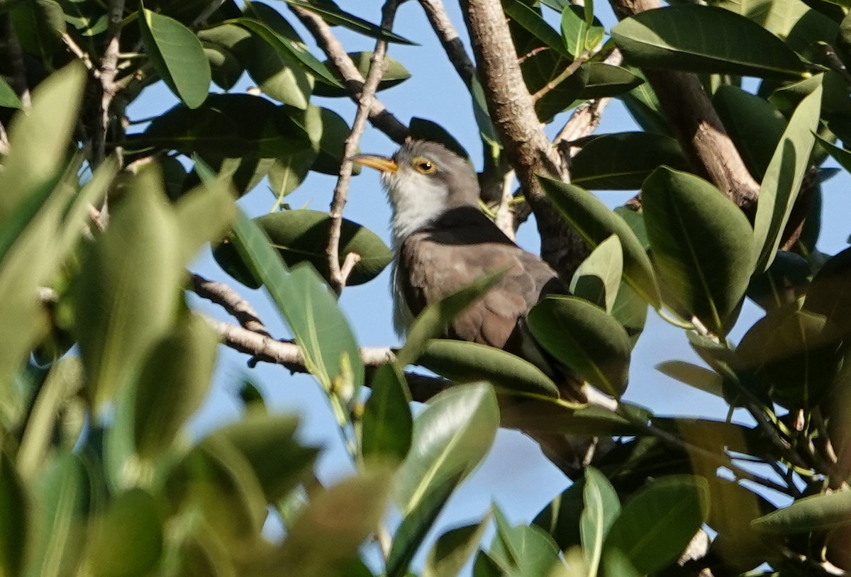Yellow-billed Cuckoo - ML643886313