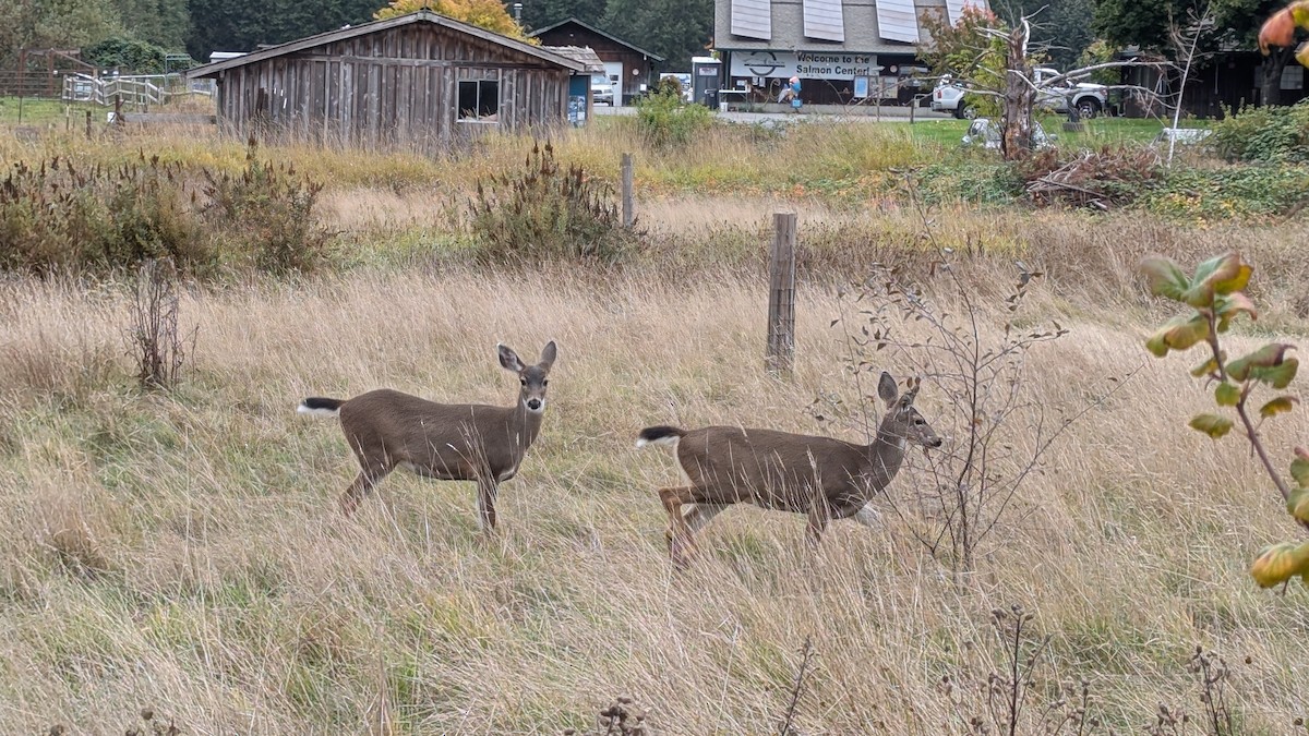 Mammals - ML643886321