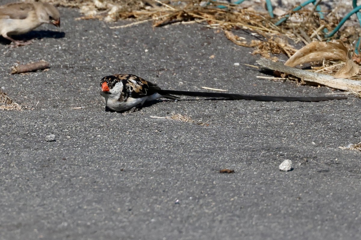 Pin-tailed Whydah - ML643886326