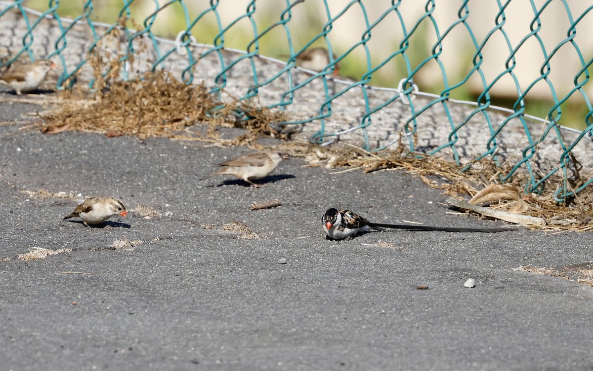 Pin-tailed Whydah - ML643886327