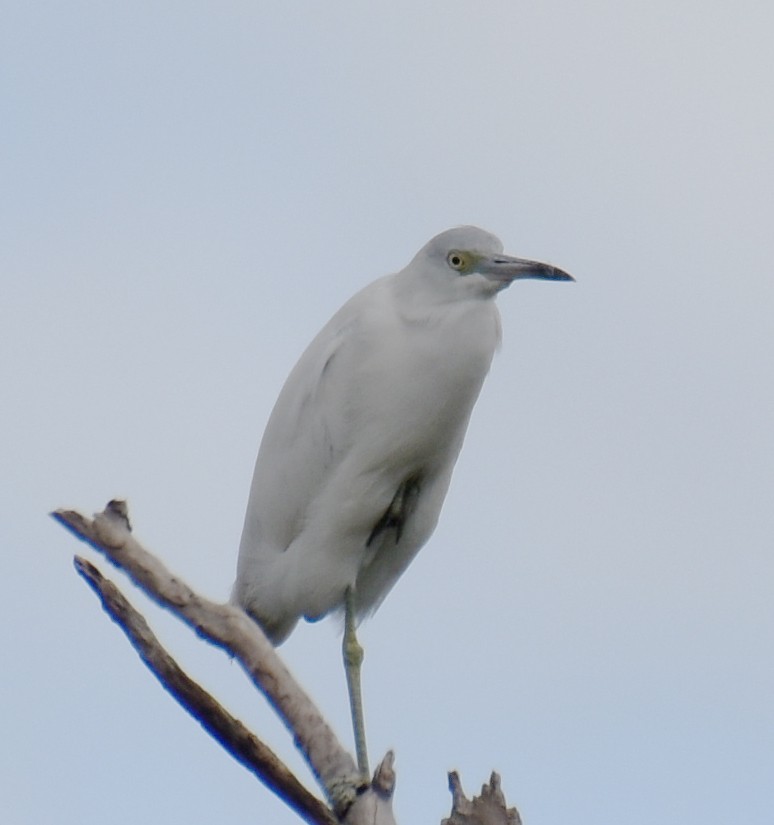 Blaureiher - ML643886335