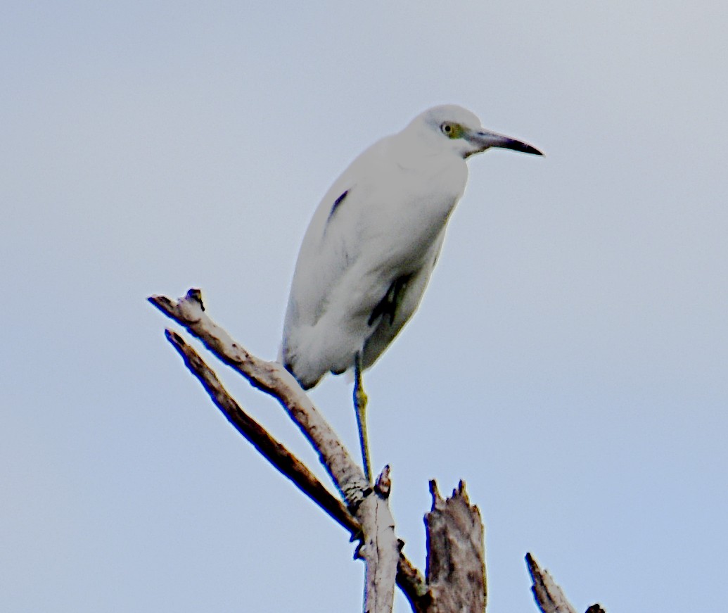 Blaureiher - ML643886336