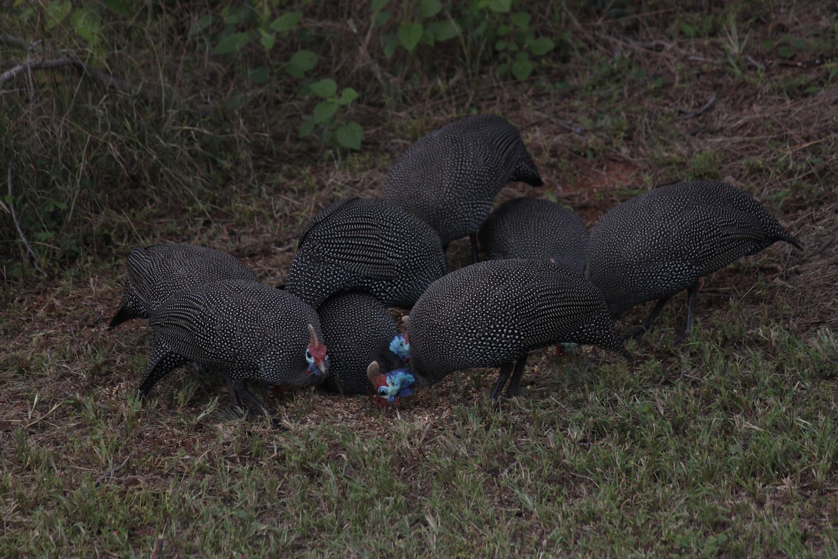 Helmeted Guineafowl (Tufted) - ML643886357